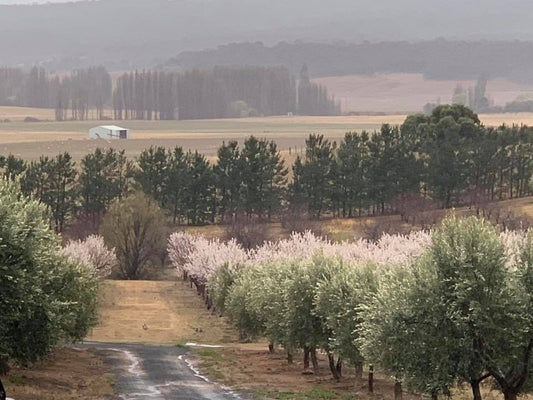 The Extra Virgin Olive Oil Production Journey in Cold Climate Regions