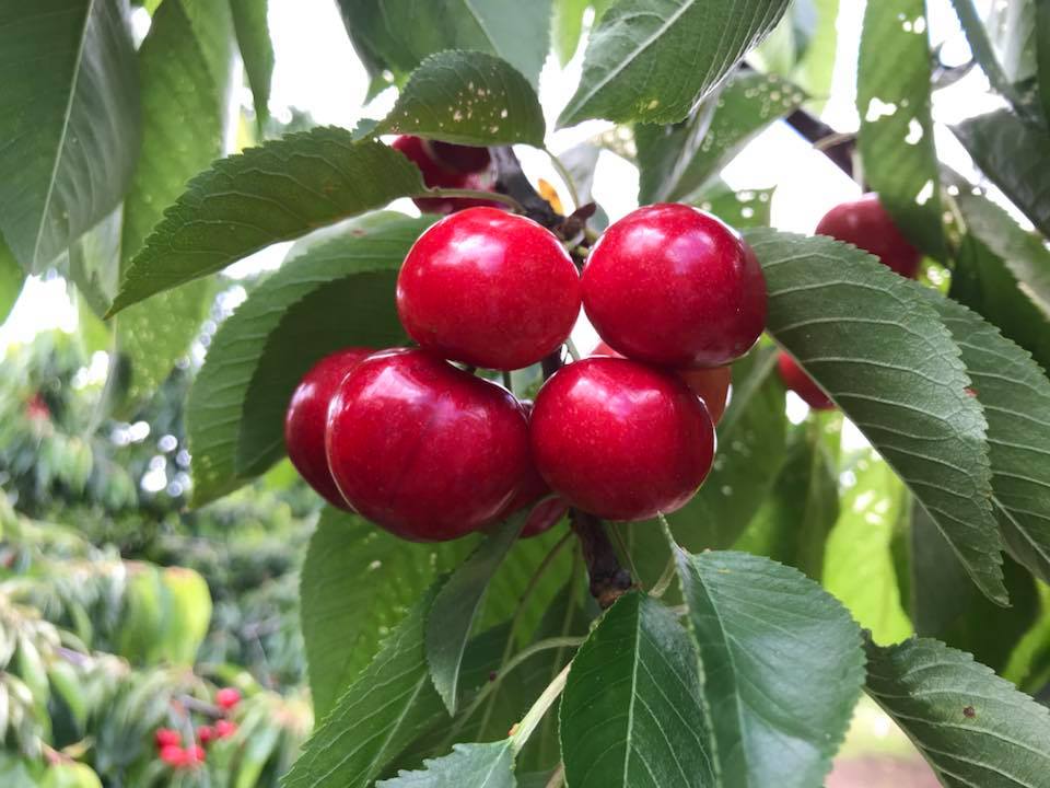 Cherry-Picking Delight at Snowy Mountain Estate: A Seasonal Treat