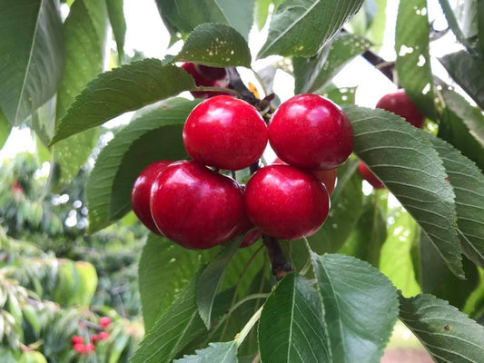 Cherry-Picking Delight at Snowy Mountain Estate: A Seasonal Treat