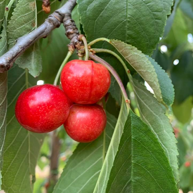 Cherries