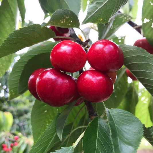 Cherries