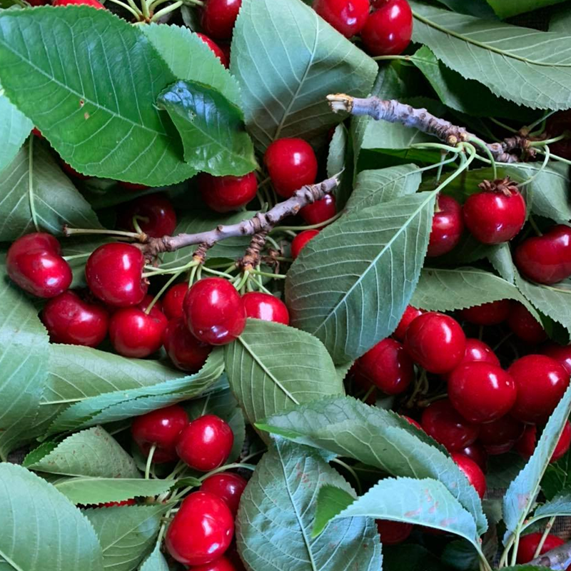 Cherries